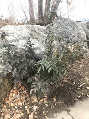 Berberis aquifolium