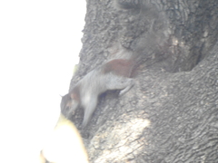 Sciurus aureogaster