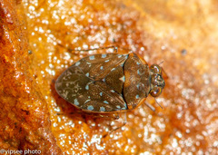 Ochterus