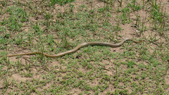 Psammophis mossambicus