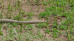 Psammophis mossambicus