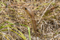 Psammophis mossambicus
