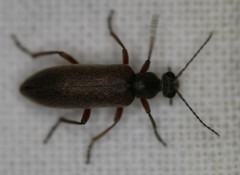 Stereopalpus vestitus