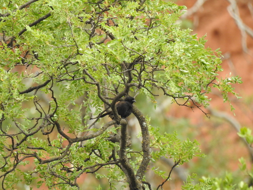 Bolivian Blackbird (Oreopsar bolivianus), photo 5