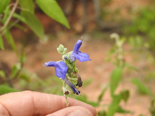 Image of Salvia retinervia by no rights reserved