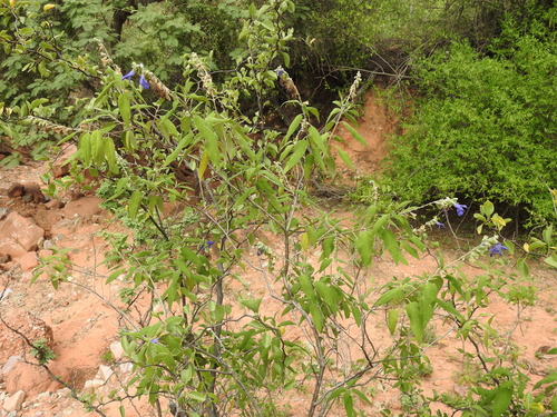 Image of Salvia retinervia by no rights reserved