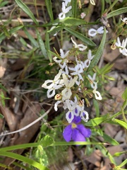Stylidium spinulosum