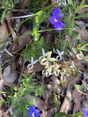 Stylidium spinulosum