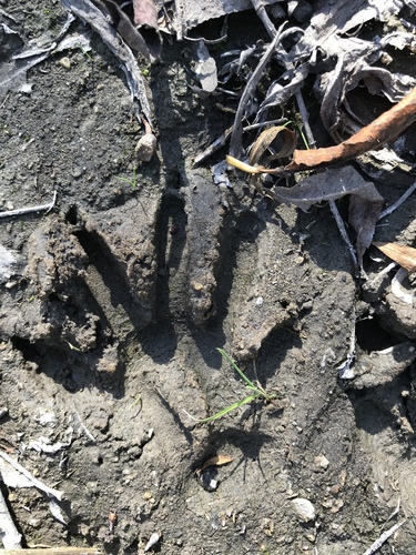 iNaturalist observation photo of Common Raccoon