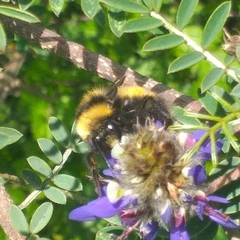 Bombus robustus