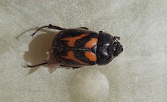 Oryctomorphus bimaculatus