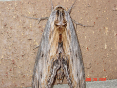 Sphinx franckii
