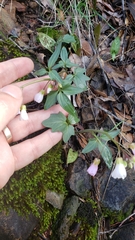 Cardamine pachystigma dissectifolia
