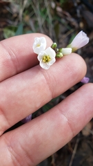 Cardamine pachystigma dissectifolia