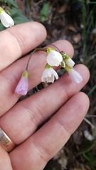 Cardamine pachystigma dissectifolia