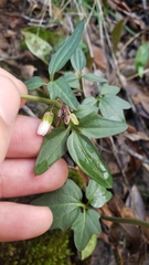 Cardamine pachystigma dissectifolia
