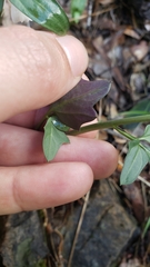 Cardamine pachystigma dissectifolia