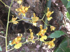 Image of Oncidium baueri