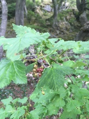 Ribes magellanicum