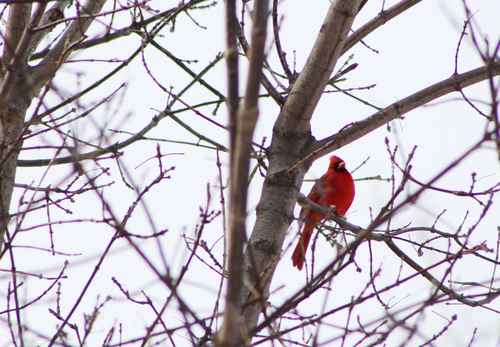 Northern Cardinal photographed in Vermont