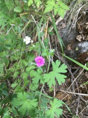 Geranium magellanicum
