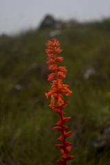 Sinningia allagophylla