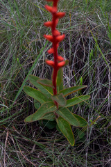 Sinningia allagophylla