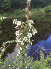 Escallonia virgata