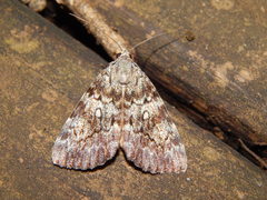 Catocala lineella