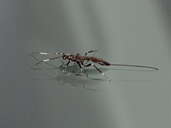 Xorides stigmapterus