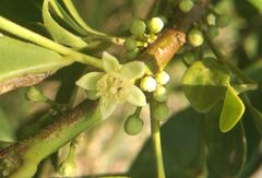 Trichilia havanensis