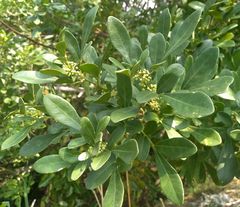 Trichilia havanensis