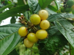 Cordia nodosa