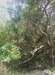 Trichilia havanensis