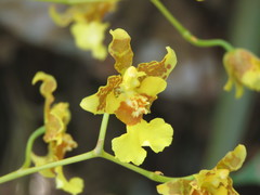 Oncidium baueri
