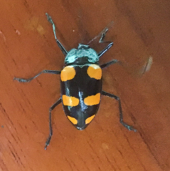 Scaphidomorphus bosci