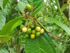 Cordia nodosa