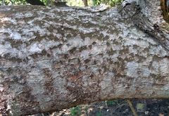 Trichilia havanensis