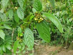 Cordia nodosa