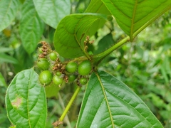Cordia nodosa