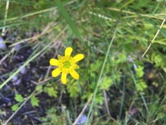 Ranunculus peduncularis