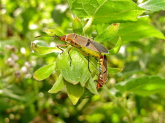 Dysdercus bimaculatus