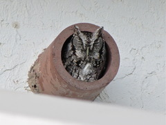 Megascops asio mccallii