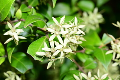 Backhousia myrtifolia