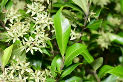 Backhousia myrtifolia