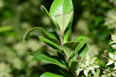 Backhousia myrtifolia