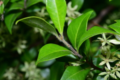 Backhousia myrtifolia