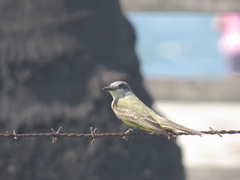 Tyrannus melancholicus