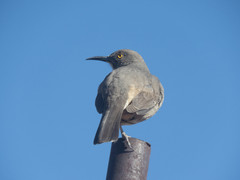 Toxostoma curvirostre