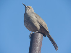 Toxostoma curvirostre